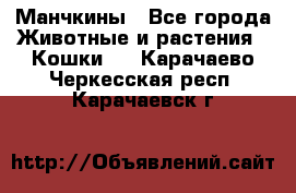 Манчкины - Все города Животные и растения » Кошки   . Карачаево-Черкесская респ.,Карачаевск г.